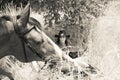 Cowboy, Cowgirl country and western couple with horse and saddle on ranch