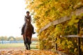 Cowgirl in a cowboy hat rides a horse on the background of the forest. Motion blur effect. Royalty Free Stock Photo