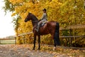 Cowgirl in a cowboy hat rides a horse on the background of the forest. Motion blur effect. Royalty Free Stock Photo