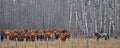 Cowgirl hearding cows in Alberta Canada Royalty Free Stock Photo