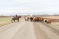 Herding cattle down a dirt road