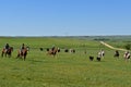 Cowgirl lassoing a calf during a roundup Royalty Free Stock Photo