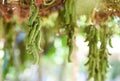 Cowhage fruit or Mucuna pruriens capitatus hanging on tree - Legminosae Papilionoideae