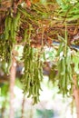 Cowhage fruit or Mucuna pruriens capitatus hanging on tree - Legminosae Papilionoideae