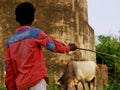 cowherd boy holding stick for controlling cow on grass filed near cemented wall background