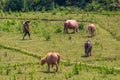 Cowherd in the green Laos