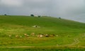 Cowherd on a mountain in Transylvania, Romania