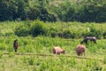 Cowherd in a remote area of Laos