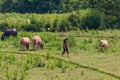 Cowherd surrounded by green Laos