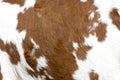 Cowhide Royalty Free Stock Photo