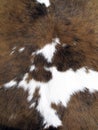 Cowhide Royalty Free Stock Photo