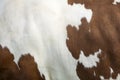 Cowhide on side of red and white cow Royalty Free Stock Photo