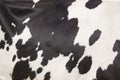 Cowhide on side of red and white cow Royalty Free Stock Photo