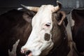 Cowhouse close-up view of brown cow Royalty Free Stock Photo