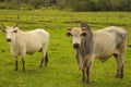 Cown and bull on a green pasture