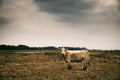 Cow on pasture