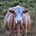 Cown in the field Royalty Free Stock Photo