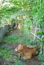 A Cown Among The Grass