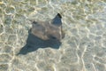 Cownose Ray at Aquarium of the Pacific in Long Beach