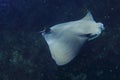 Cownose ray Royalty Free Stock Photo