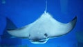 Cownose ray, Rhinoptera bonasus, floating in water