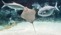 Cownose ray Rhinoptera bonasus swimming among fishes. Cownose rays have barb at the tail and weak venom to defend from the Royalty Free Stock Photo