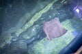 Cownose Ray swimming in blue waters at SeaLife Ocean World in Bangkok