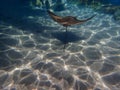 Cownose Ray swimming over coral reef. Royalty Free Stock Photo