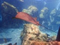 Cownose Ray swimming over coral reef. Royalty Free Stock Photo