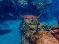 Cownose Ray swimming over coral reef. Royalty Free Stock Photo