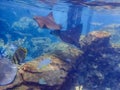 Cownose Ray swimming over coral reef. Royalty Free Stock Photo