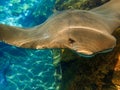 Cownose Ray swimming over coral reef. Royalty Free Stock Photo