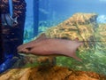 Cownose Ray swimming over coral reef.