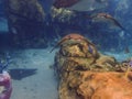 Cownose Ray swimming over coral reef. Royalty Free Stock Photo