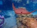 Cownose Ray swimming over coral reef. Royalty Free Stock Photo