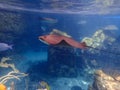 Cownose Ray swimming over coral reef. Royalty Free Stock Photo