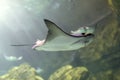 Cownose Ray Royalty Free Stock Photo