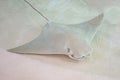 Cownose Ray Royalty Free Stock Photo