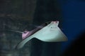 cownose ray swimming in the water, fish underwater in the aquarium Royalty Free Stock Photo