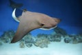 cownose ray swimming in the water, fish underwater in the aquarium Royalty Free Stock Photo