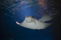 cownose ray swimming in the water, fish underwater in the aquarium Royalty Free Stock Photo