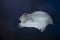 cownose ray swimming in the water, fish underwater in the aquarium Royalty Free Stock Photo