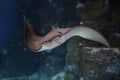 cownose ray swimming in the water, fish underwater in the aquarium Royalty Free Stock Photo