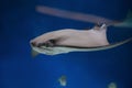 cownose ray swimming in the water, fish underwater in the aquarium Royalty Free Stock Photo