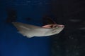 cownose ray swimming in the water, fish underwater in the aquarium Royalty Free Stock Photo