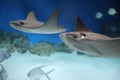 cownose ray swimming in the water, fish underwater in the aquarium Royalty Free Stock Photo