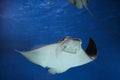 cownose ray swimming in the water, fish underwater in the aquarium Royalty Free Stock Photo