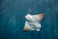 Cownose Ray swimming upward