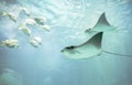 Cownose Rays and small fishes