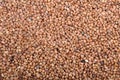 Cowpea Royalty Free Stock Photo